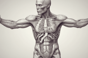 Lecture 7 - Cardiovascular Vessels 1 A+P2