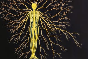 Biology Chapter 11: Nervous System