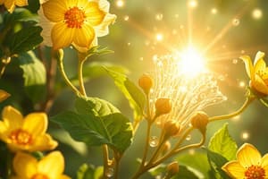 Photosynthesis Quiz: Light Reactions