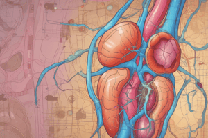 Urinary System