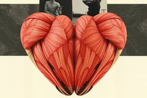Myologie du Membre Pelvien Postérieur