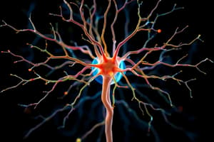 Nervous System Overview Quiz