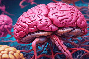 Anatomy of the Cerebellum