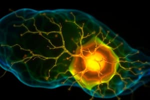 Mitral Cell Function and Lateral Inhibition