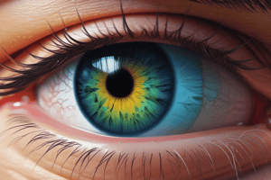 Anatomy of the Eye: Pupil Dilation and Aqueous Humor Production