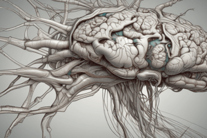 Anatomía del sistema nervioso (Unidad Didáctica 1)