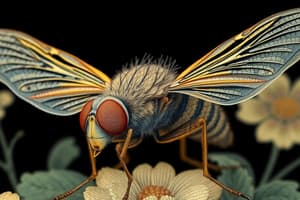 House Flies and Their Types Quiz