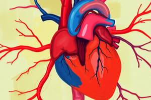 Cardiovascular System Quiz