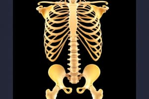 Skeletal System Overview