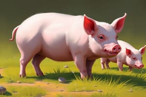 Pig Production Stages Quiz