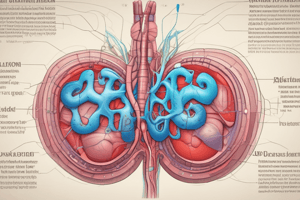 Renal Structure and Function Overview