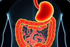 Digestive System Overview