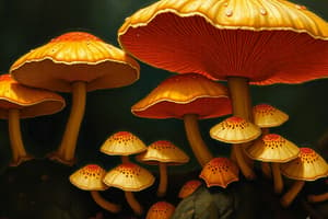 Psilocybin: Origins and Usage