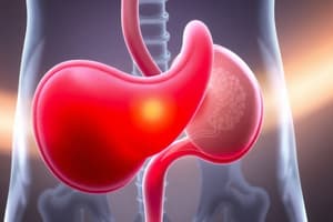 L2 Anatomy of Urinary Bladder (P1 Mid)