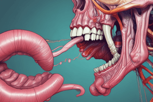 Tongue Anatomy and Surfaces