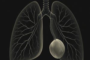 Respiratory System Development