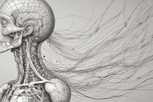 Nervous System Structure and Function