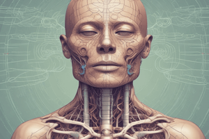 Respiratory System Structure