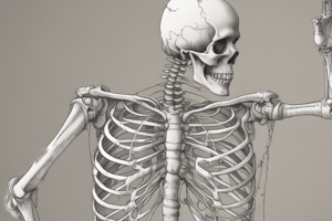 Human Skeleton: Bones and Functions