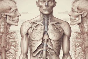 Sistema Respiratório