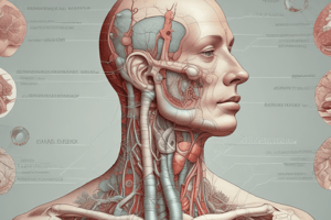 El Aparato Respiratorio: Anatomía y Funciones