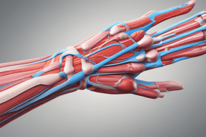 Radial Nerve Branches and Muscles Origins and Insertions Quiz