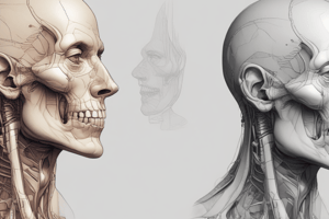 Anatomy of the Head and Neck: Mastication and TMJ