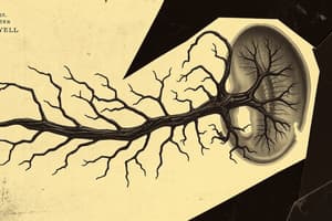 Central Nervous System Development