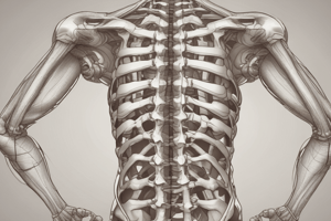 Vertebral Spine Movement