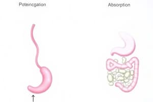 2 Carbohydrate and Protein Digestion Quiz