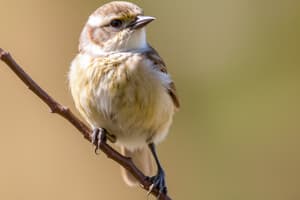 Wisconsin Bird Identification Quiz