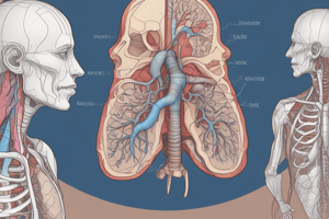 Human Anatomy: Upper Respiratory Tract