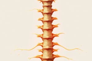 Spinal Nerve Roots and Radiculopathy Overview