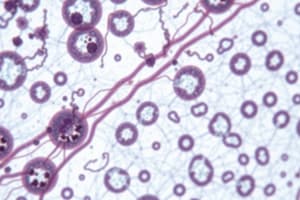 Epithelial Tissue Overview