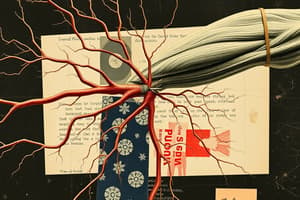 NMJ, Neurotransmitters, and NS Overview