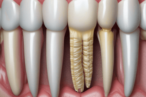 Periodontal Ligament Structure and Function