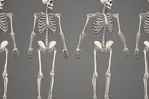 Upper Limb Bones Overview