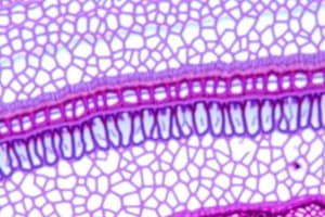 Histología: Tejido Epitelial y su Clasificación