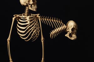 The Skeletal System Overview