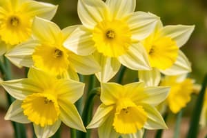 Daffodils by William Wordsworth