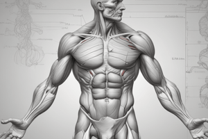 Muscle Anatomy and Physiology