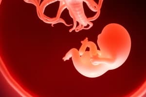 Etapas del Desarrollo In Utero - Periodo Embrionario