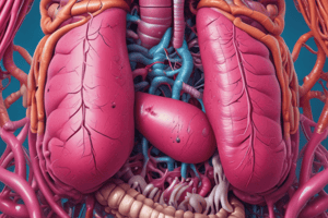 Digestive System Organs Overview