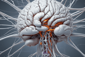 Neuroanatomy: White Matter and Grey Matter Quiz