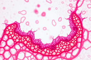 Epithelial-Mesenchymal Transition (EMT)