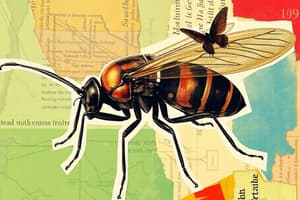 Mouvement et Déplacement de la Coccinelle