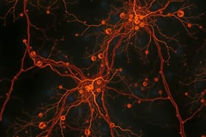 Brain and Nervous System 2