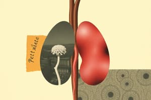 Pituitary Gland Overview