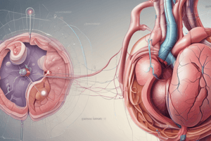 Kidney Function and Excretion