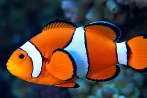 Ch. 1 Taxonomic Classification of Clownfish